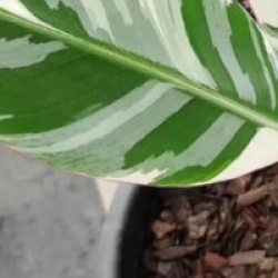 Musa florida bronana