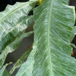 Bananier Marble Florida Forest