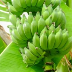 Musa Nam Wa Ice Cream