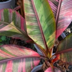 Musa Nono - Bananier Nono