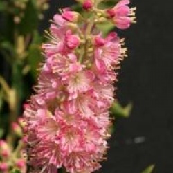 Clethra alnifolia 'Ruby Spire'