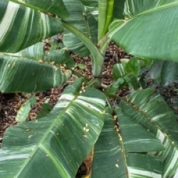 Musa Tanee variegata - Bananier Tanee panach�