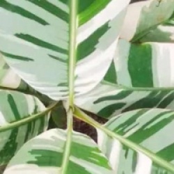 Musa Tanee variegata