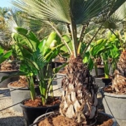 Palmier m�tallique