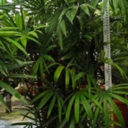 Rhapis excelsa