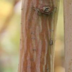Acer davidii 'Georges Forrest'