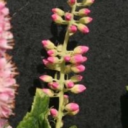 Clethra alnifolia 'Ruby Spire'