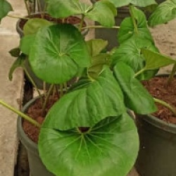 Farfugium japonicum 'Giganteum'