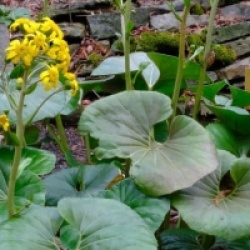 Farfugium japonicum 'Giganteum'
