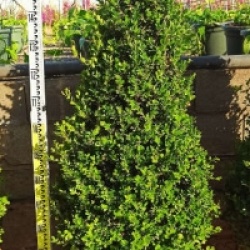 Buxus macrophylla 'Rotundifolia'