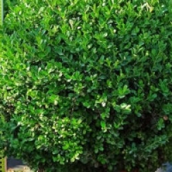 Buxus macrophylla 'Rotundifolia'