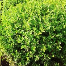 Buxus macrophylla 'Rotundifolia'