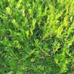 Buxus microphylla 'Faulkner'