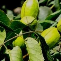 Carya illinoinensis 'Cherokee' - Pacanier Cherokee