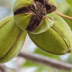 Carya illinoinensis 'Mahan'