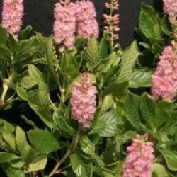 Clethra alnifolia 'Ruby Spire'
