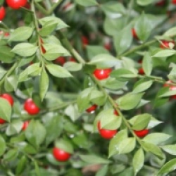 Ruscus aculeatus 