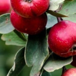 Crataegus azarolus - Az�rolier