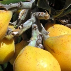 Eriobotrya japonica 'Tanaka'