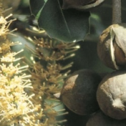 Macadamia int�grifolia