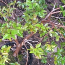 Myrciaria cauliflora - Jaboticaba