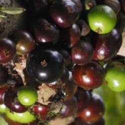 Myrciaria cauliflora