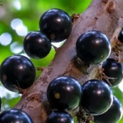 Myrciaria cauliflora