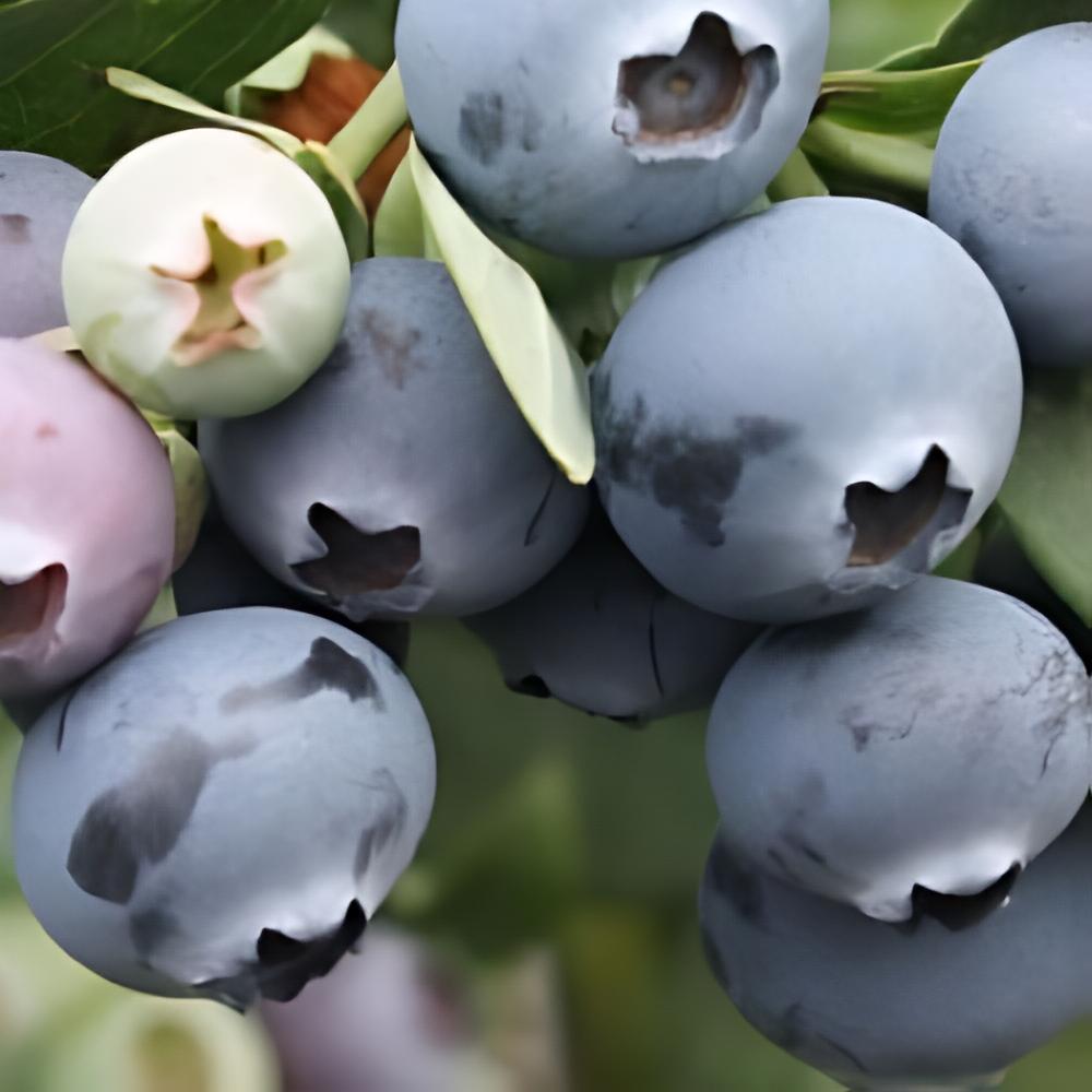 Vaccinium corymbosum - Myrtille d'Am�rique