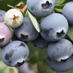 Vaccinium corymbosum