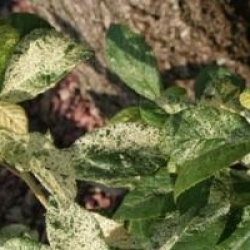 Clethra alnifolia 'Creel's Calico'