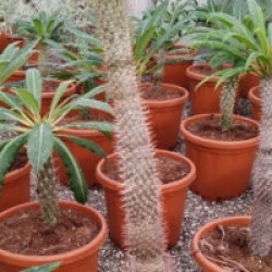 Pachypodium lamerei