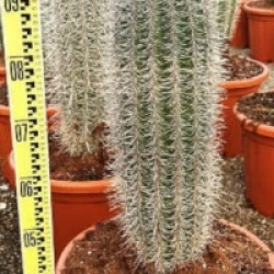 Pachycereus pringlei
