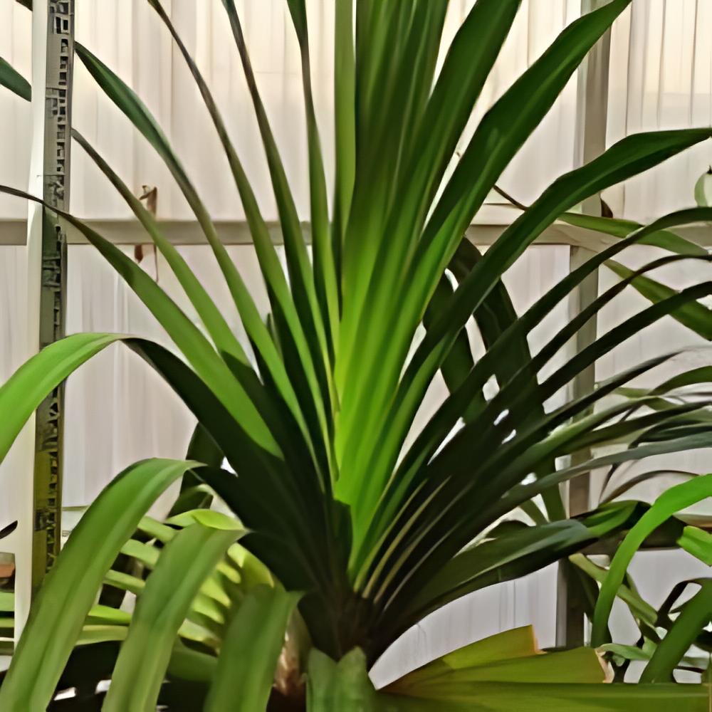 Pandanus utilis - Vacoa