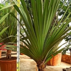 Pandanus utilis