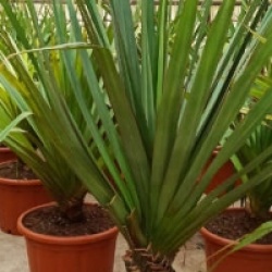 Pandanus utilis