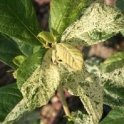 Clethra alnifolia 'Creel's Calico'