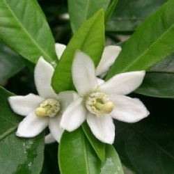 Citrus x unshiu 'Owari' Francis Soules