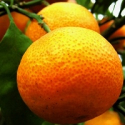 Citrus x unshiu 'Owari' Francis Soules
