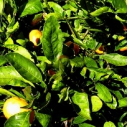 Citrus x unshiu 'Owari' Francis Soules