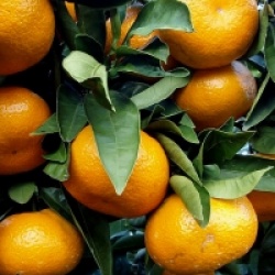 Mandarinier Satsuma Owari rustique