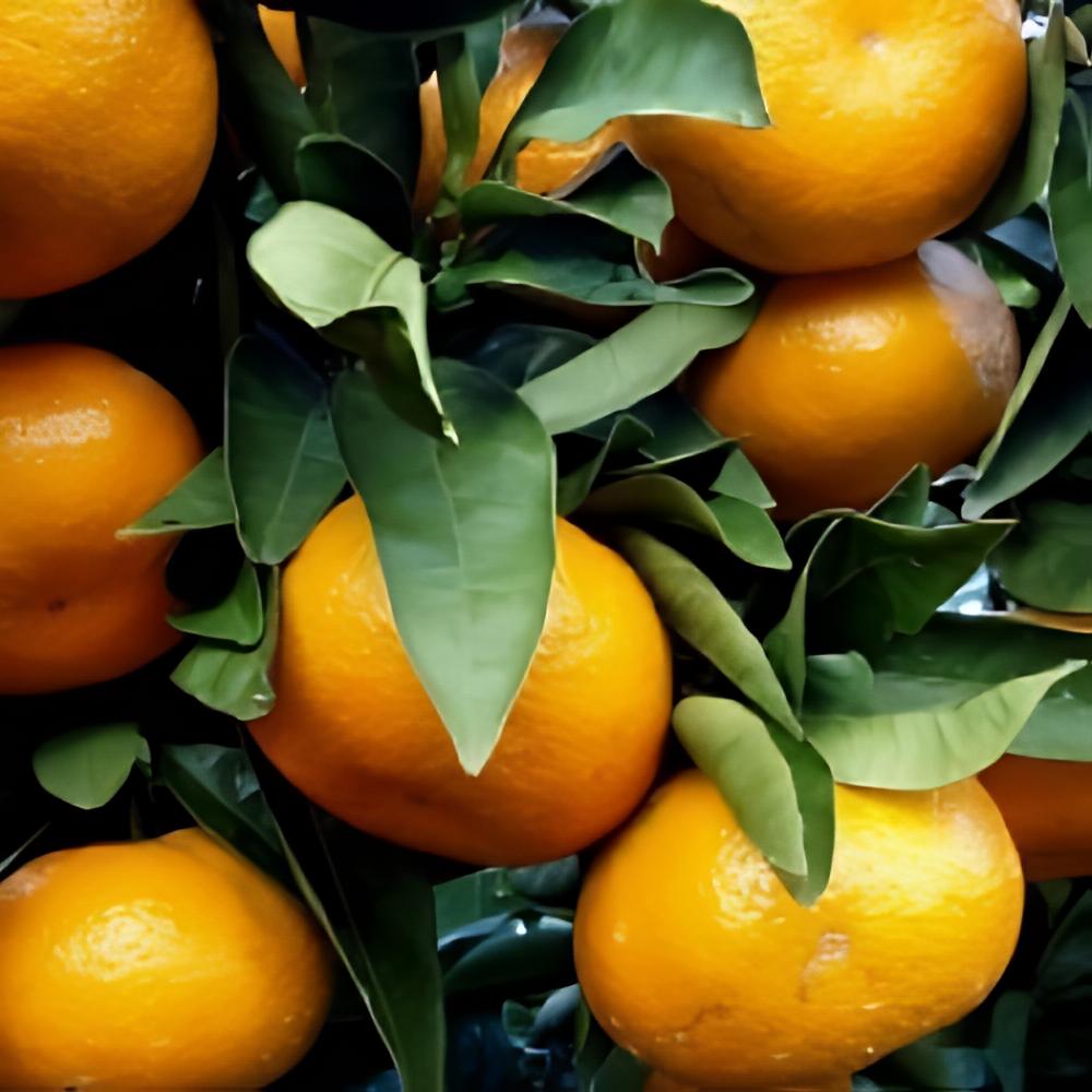 Citrus x unshiu 'Owari' - Mandarinier Satsuma Owari rustique