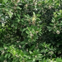 Citrus x unshiu 'Owari'