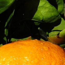 Citrus x unshiu 'Okitsu' 