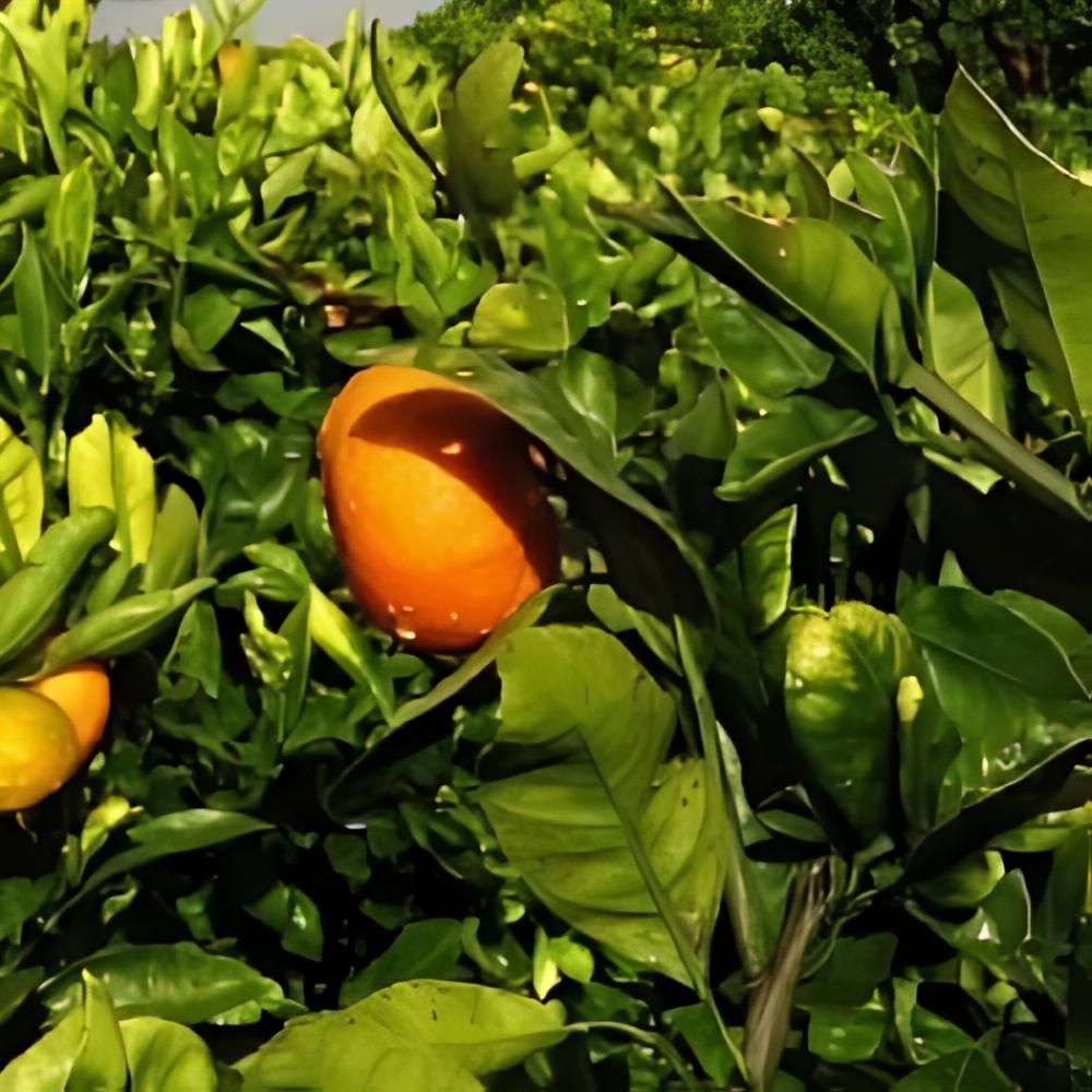 Citrus x unshiu 'Okitsu'  - Mandarinier Satsuma Okitsu rustique