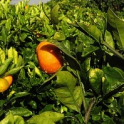 Citrus x unshiu 'Okitsu'  - Mandarinier Satsuma Okitsu rustique