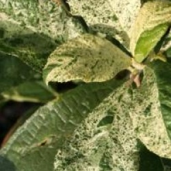 Clethra alnifolia 'Creel's Calico'