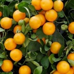 Citrus x unshiu 'Owari'