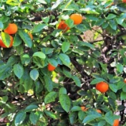 Citrus x sinensis 'Cara Cara' 