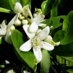 Citrus x sinensis 'Cara Cara' 