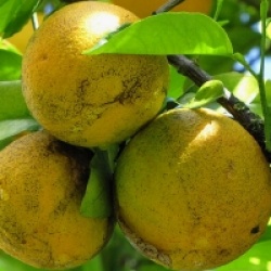 Citrus x sinensis 'Cara Cara' 